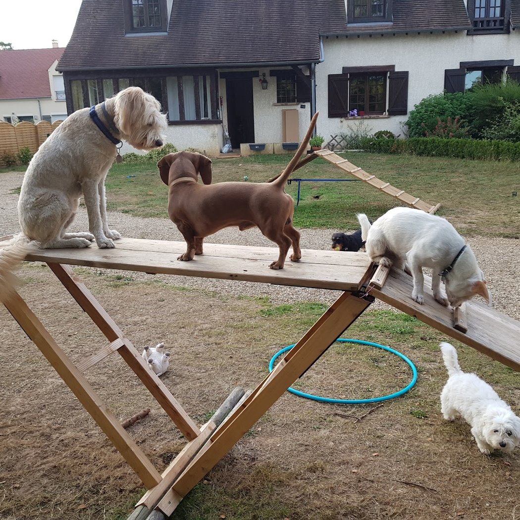 Keep Cool Dog 3